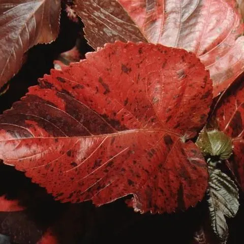 thumbnail for publication: Acalypha amentacea subsp. wilkesiana: Copperleaf